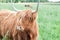 Galloway Cattle - Scottish Highland Cattle