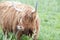 Galloway Cattle - Scottish Highland Cattle