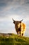 Galloway cattle standing in sunset