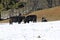 Galloway cattle in winter in snow on a pasture in Bavaria
