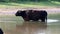 Galloway cow, Bisonbaai near Nijmegen, Holland