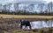 A Galloway Cow drinking from a watering hole in a Scottish field in winter