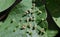 Galls are abnormal bird-cherry tree growths caused by various organisms insects, mites, nematodes, fungi, bacteria, and viruses