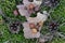 Galls,  cecidia, oak leaves and pine cones on moss