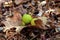 Galls Cynips quercusfolii disease on oak leaf in forest