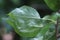 Galls, deformations on the leaf of apple trees caused by mites Eriophyoidea