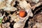 Galls on dry oak leaf