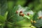 Galls of the Gall Midge (Mikiola fagi) on leaves of Common Beech (Fagus sylvatica)