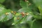 Galls of the Gall Midge (Mikiola fagi) on leaves of Common Beech (Fagus sylvatica)