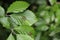Galls of the Gall Midge (Mikiola fagi) on leaves of Common Beech (Fagus sylvatica)