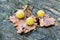 Galls of the insect Cynips quercusfolii on oak leaves