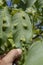 Galls on the leaves of walnut Juglans regia caused by Aceria erinea mite
