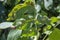 Galls on the leaves of walnut Juglans regia caused by Aceria erinea mite