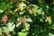 Galls on maple leaves