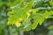 Galls on oak leaves closeup