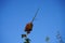 Galls of the rose gall wasp. Diplolepis rosae is a gall wasp which causes a gall known as the rose bedeguar gall. Berlin, Germany