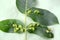 Galls on walnut leaves affected by nut felt gall mite Eriophyes Tristriatus var. Erineus Nal