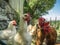 Gallus gallus domesticus_Domestic fowl