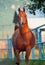 Galoping chestnut arabian stallion