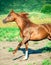Galoping chestnut arabian stallion at freedom