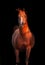 Galoping chestnut arabian stallion isolated