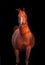 Galoping chestnut arabian stallion isolated