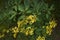 Galphimia glauca branch with yellow flowers