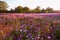 Galsang flower field in sunset