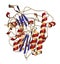 Galsulfase (arylsulfatase B) enzyme molecule