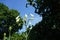 Galtonia viridiflora blooms with white flowers in August. Berlin, Germany