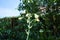 Galtonia viridiflora blooms with white flowers in August. Berlin, Germany