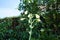 Galtonia viridiflora blooms with white flowers in August. Berlin, Germany