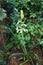 Galtonia viridiflora blooms with white flowers in August. Berlin, Germany