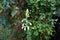 Galtonia viridiflora blooms with white flowers in August. Berlin, Germany