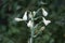 Galtonia viridiflora blooms with white flowers in August. Berlin, Germany