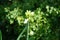 Galtonia viridiflora blooms with white flowers in July. Berlin, Germany