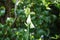 Galtonia viridiflora blooms with white flowers in July. Berlin, Germany