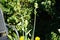 Galtonia viridiflora and Heliopsis helianthoides bloom in August. Berlin, Germany