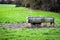 Galvanised cattle drinking trough