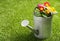 Galvanised metal watering can and flowers