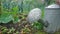 Galvanised watering can in a country garden