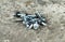 Galvanized wood chipboard screws with secret heads, close-up on a light background