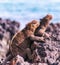 GalÃ¡pagos marine iguanas
