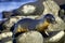 GalÃ¡pagos Sea Lion, GalÃ¡pagos National Park, Ecuador