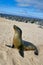 GalÃ¡pagos Sea Lion, GalÃ¡pagos National Park, Ecuador