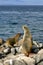 GalÃ¡pagos Sea Lion, GalÃ¡pagos National Park, Ecuador