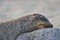 GalÃ¡pagos sea lion, Zalophus wollebaeki, smallest sea lion species. Sleepy sea lion lying on the sandy beach.