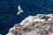 GalÃ¡pagos Seagull taking off