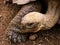 GalÃ¡pagos Tortoise