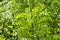 Gamal Gliricidia sepium green leaves. Natural background